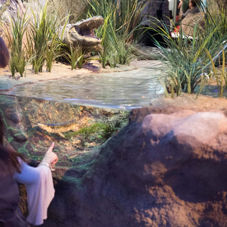San Antonio: Witte Museum Admission Ticket