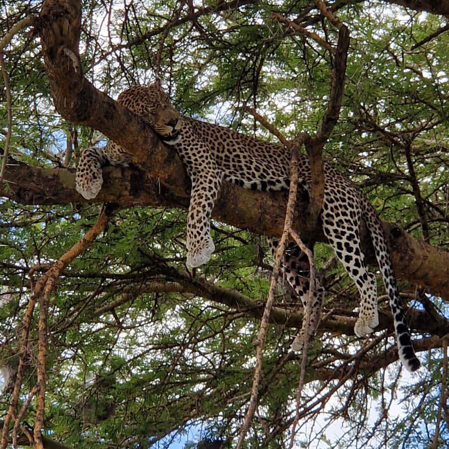 Repülős - Leopard szárú