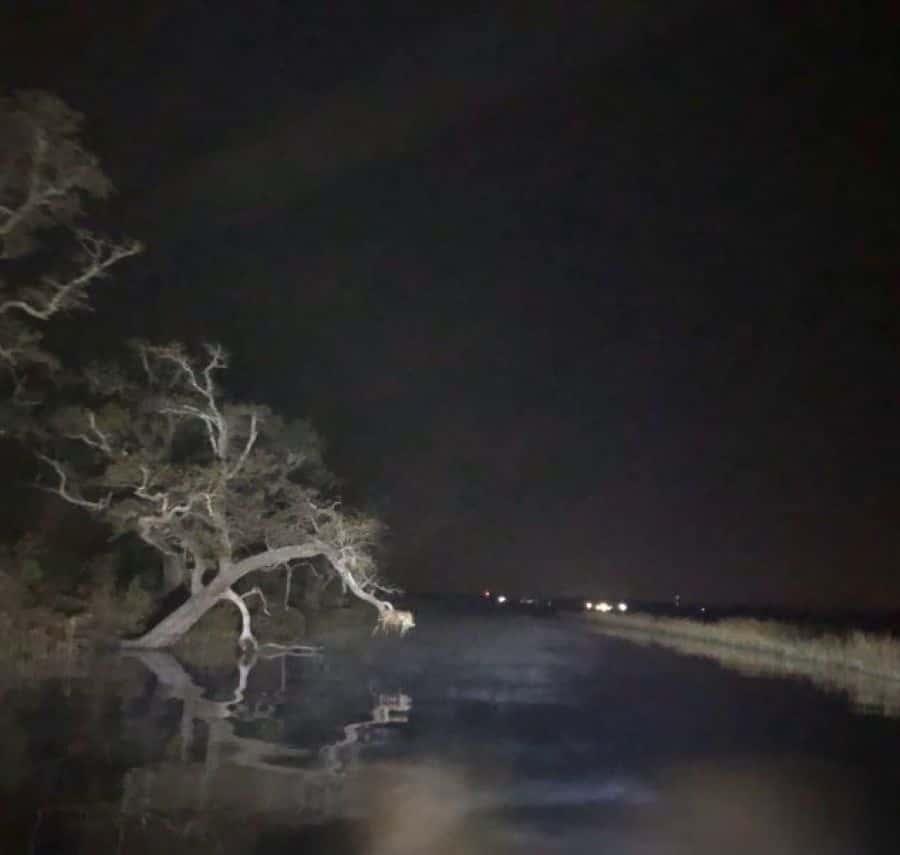 The Haunted Bayou Cruise