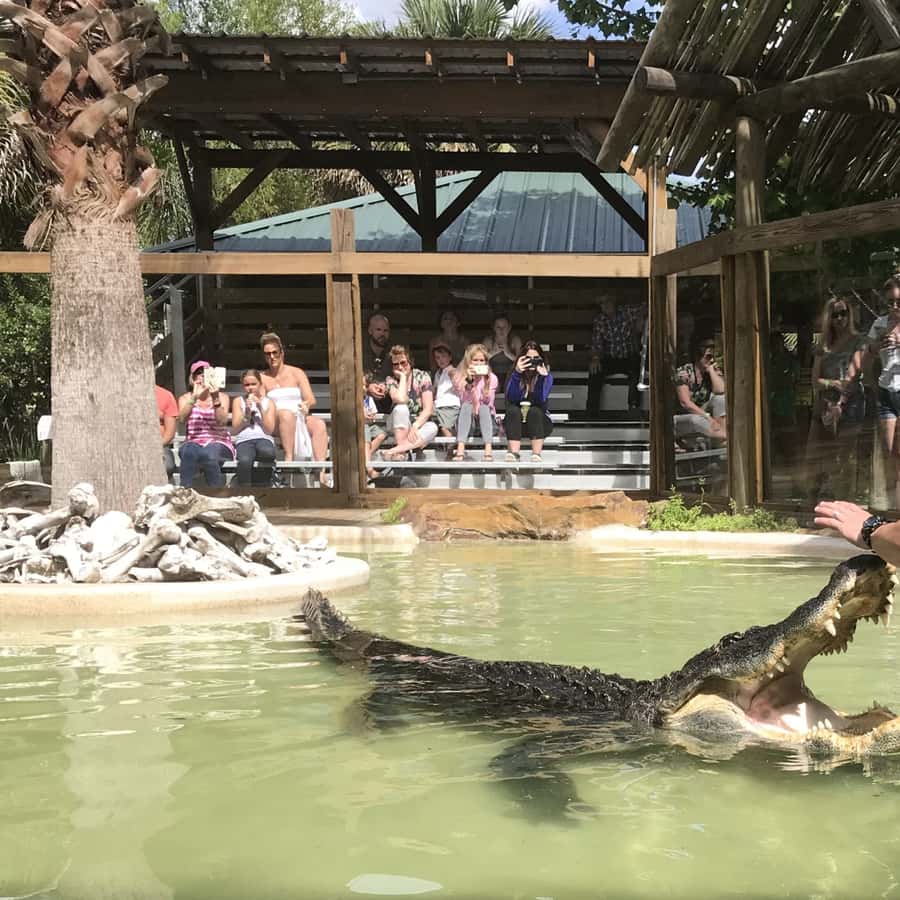 Orlando: Wild Florida Park, Gator Show & Animal Encounters