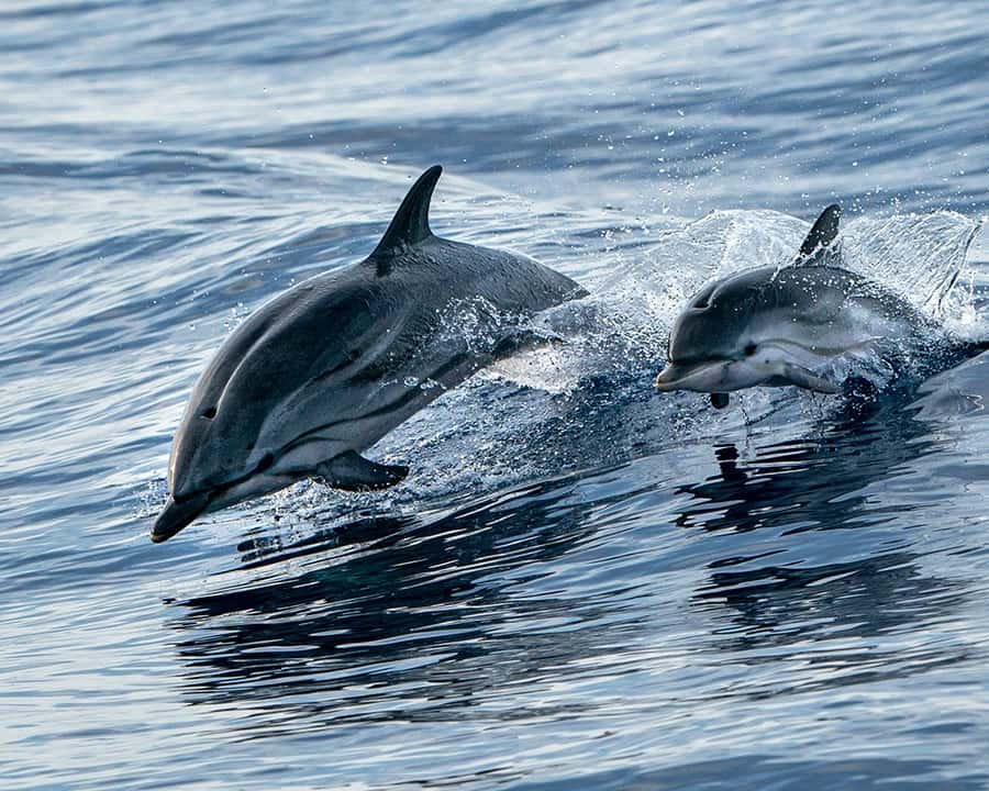 Destin: Snorkeling and Dolphin Watching Cruise