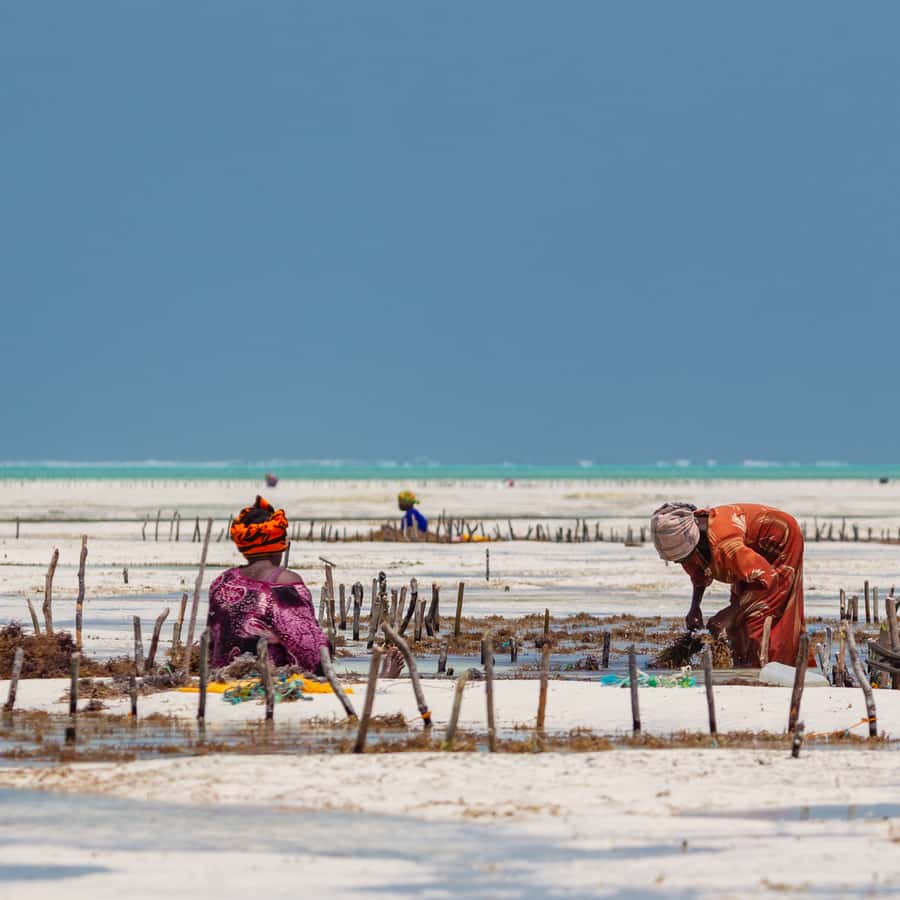 La culture d'algues à Zanzibar 