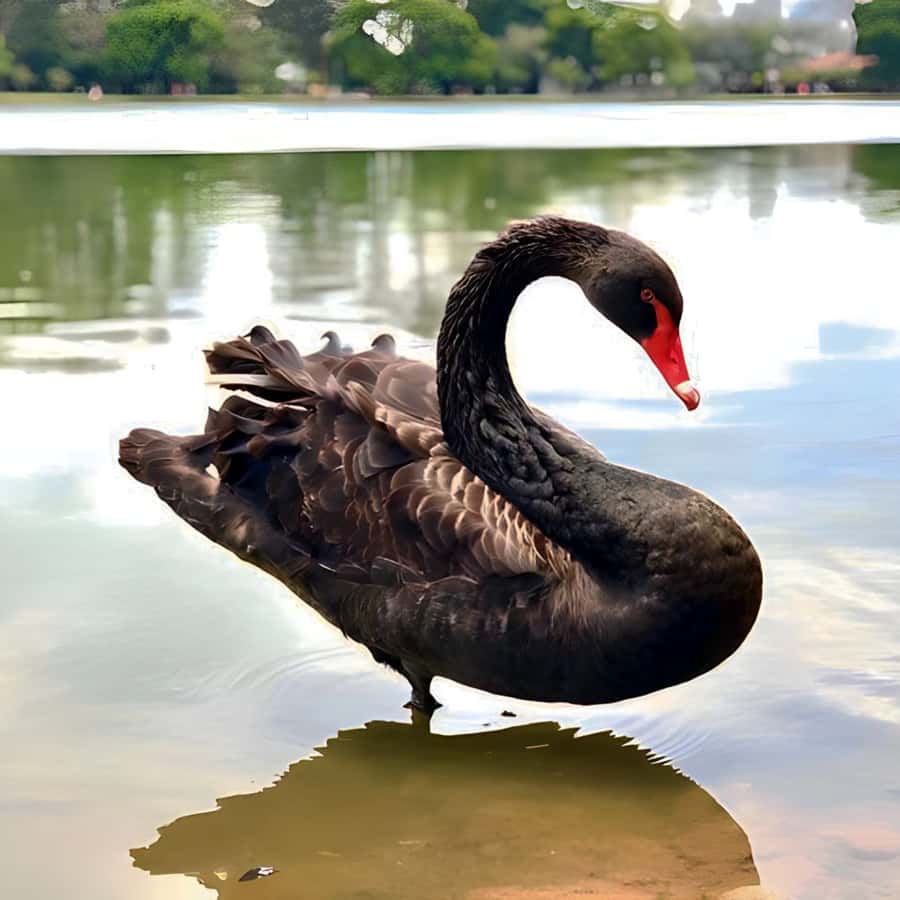 Colagem de mídia