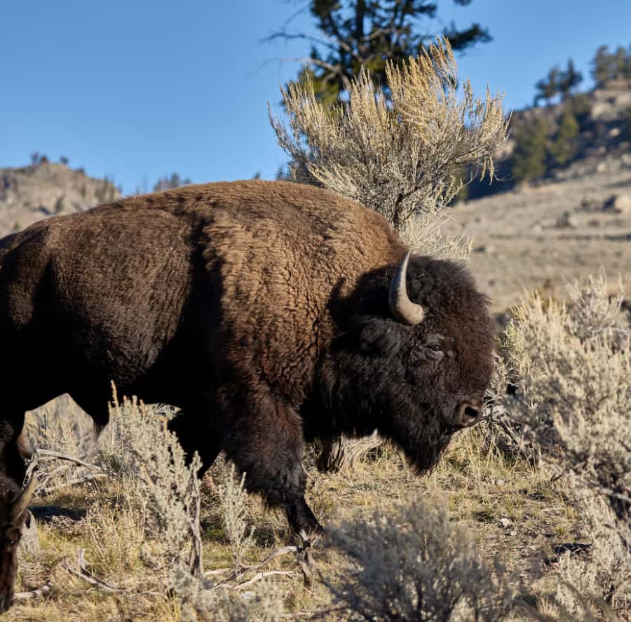 From Jackson: Half-Day Grand Teton National Park Tour