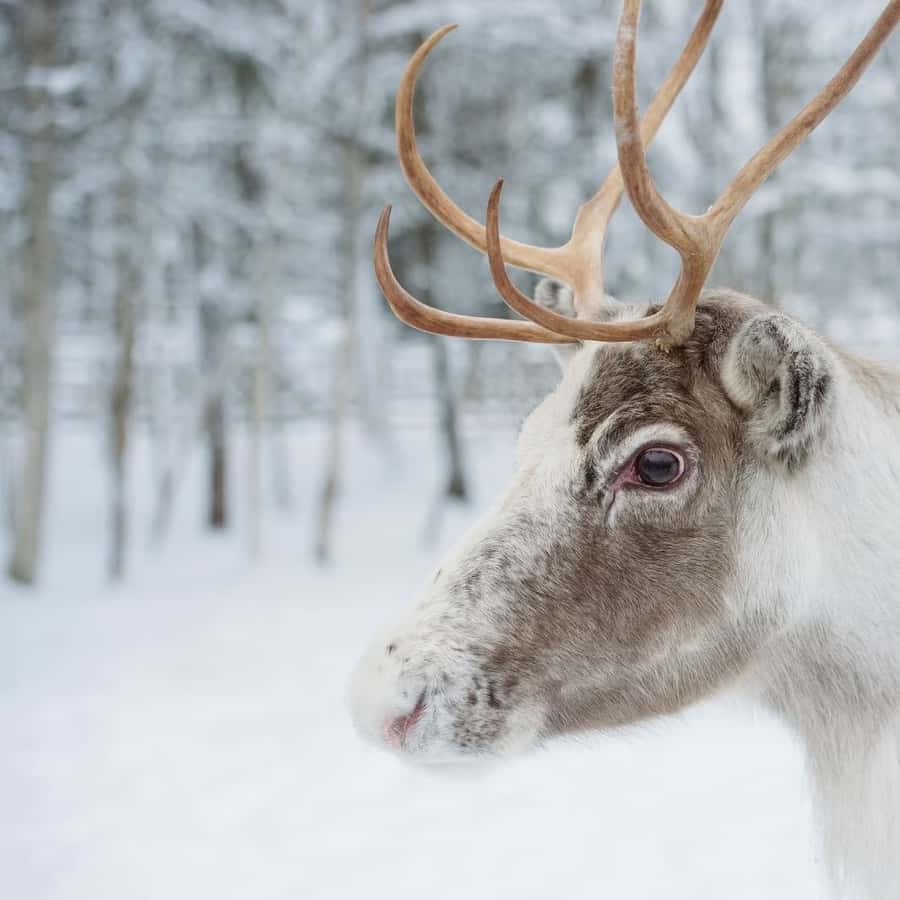 Медиаколлаж