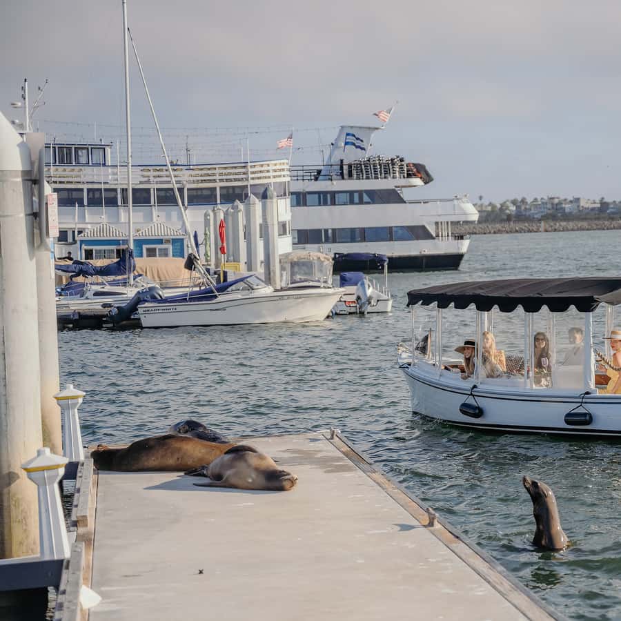 Los Angeles: Luxury Cruise with Wine, Cheese & Sea Lions