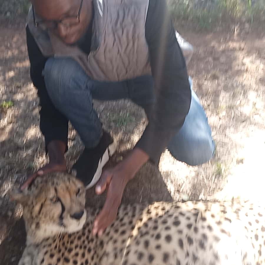 walking with lions