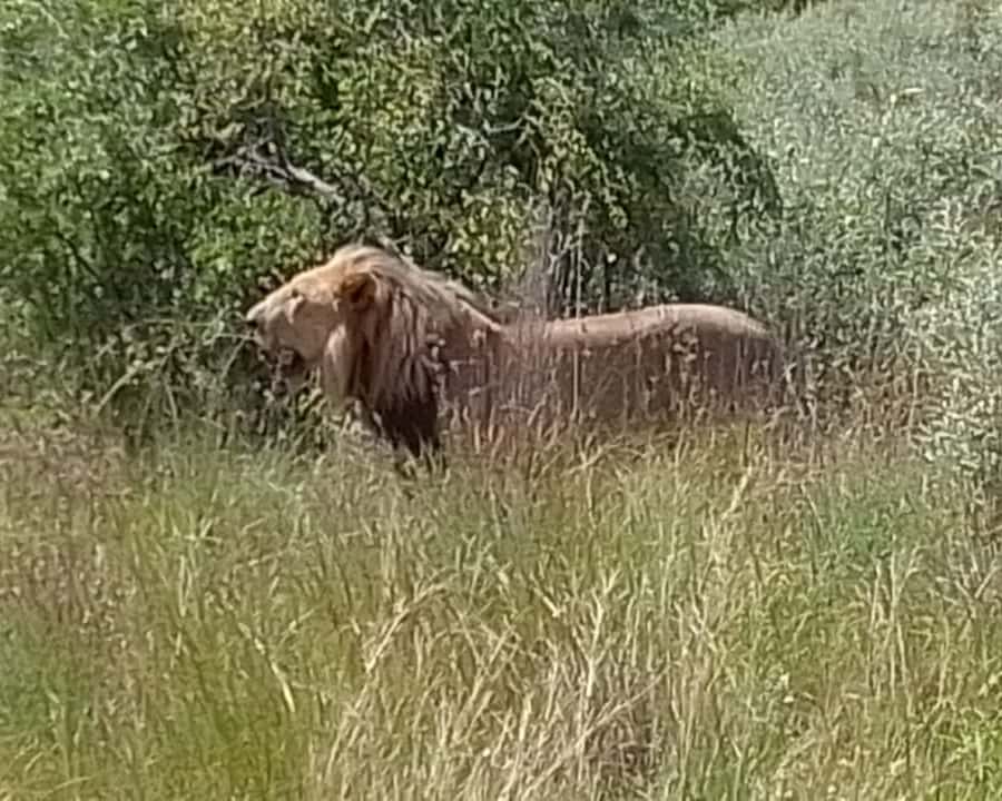 walking with lions