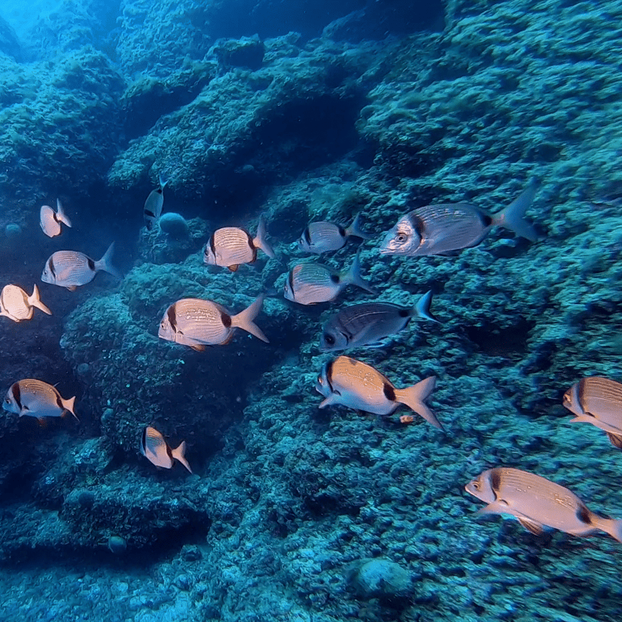 Nice: Speedboat Day Trip with Snorkeling in Villefranche Bay