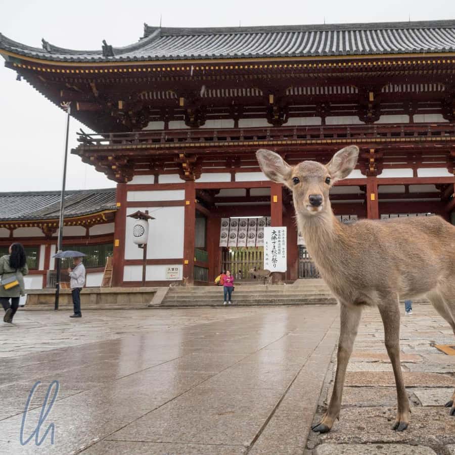 From Kyoto: Nara, Osaka Kobe Day Trip – Cities in Day
