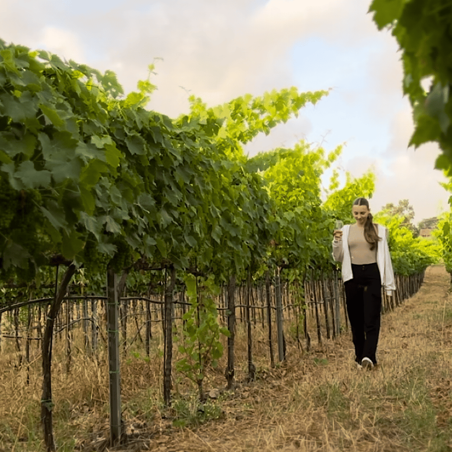 Tropea: Degustación de vino y comida | GetYourGuide, image size:900x900