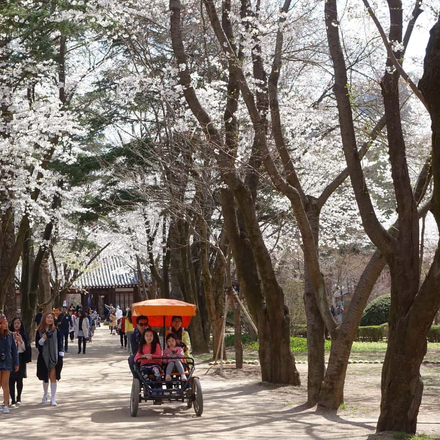 Galería de fotos para redes