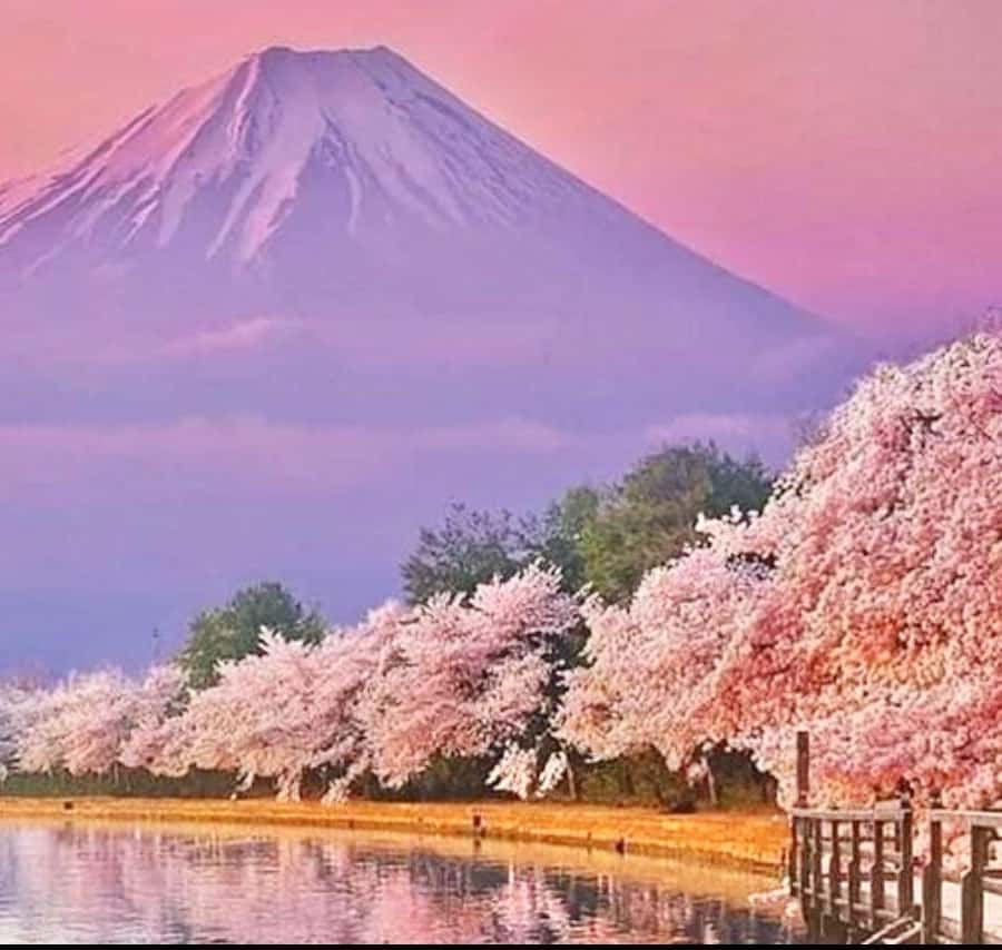 メディア コラージュ