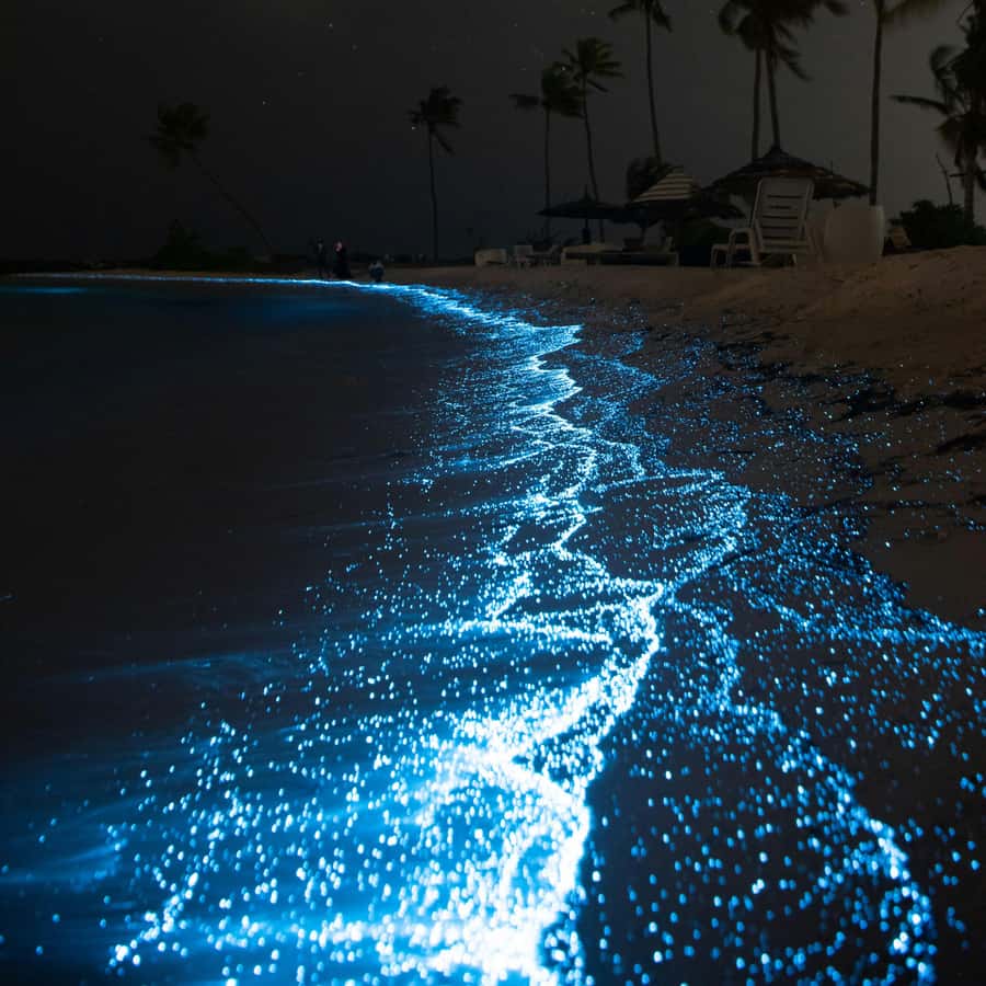 Vieques: Bioluminescent Bay Clear Bottom Kayaking
