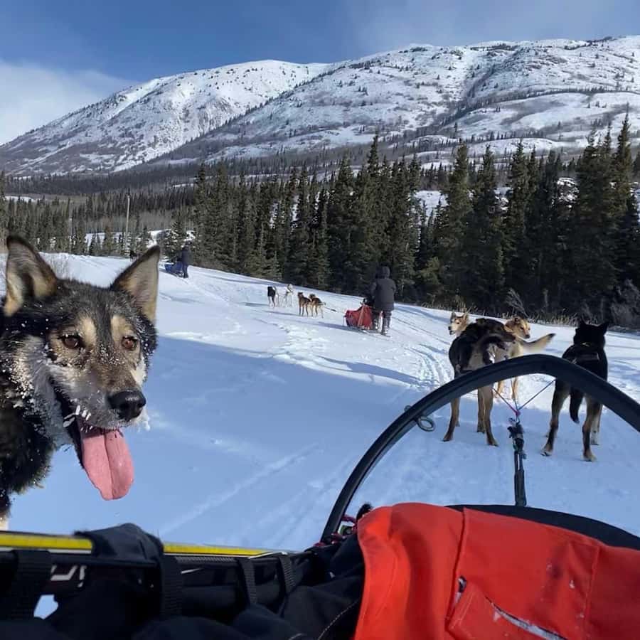 Whitehorse: Dog Sledding Adventure with Hot Cocoa GetYourGuide