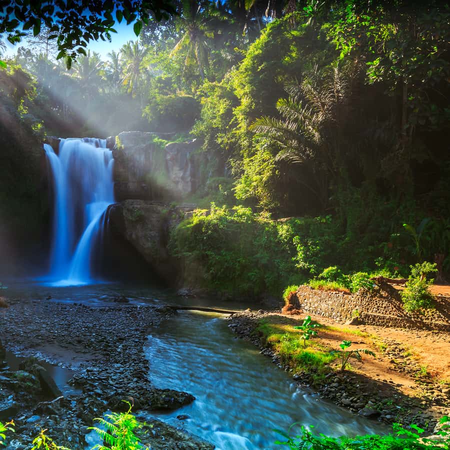 Bali: Shared or Private Highlights Ubud with Cretya Jungle
