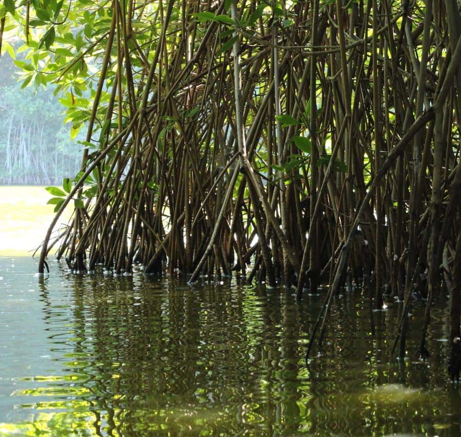 From Puerto Escondido: Day Trip to Chacahua National Park