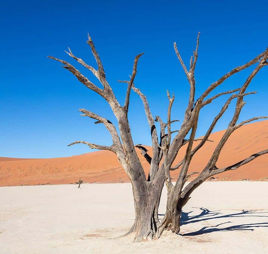 Galería de fotos para redes
