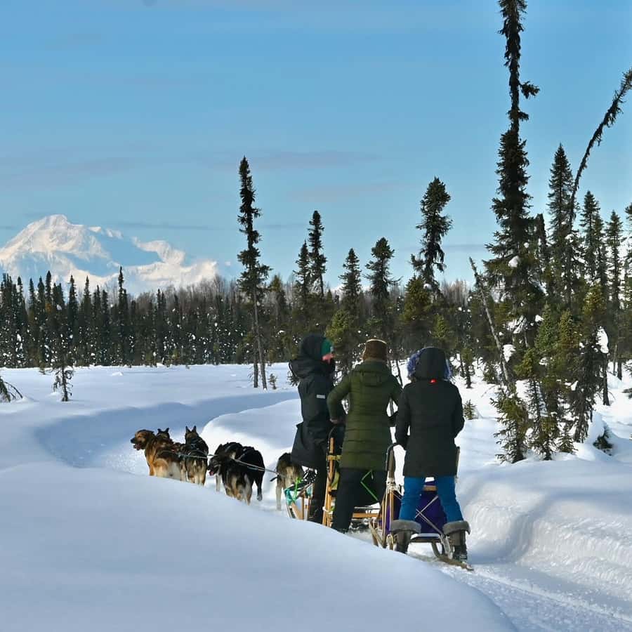 Winter Dog Sled Tour Day or Night Mush! GetYourGuide