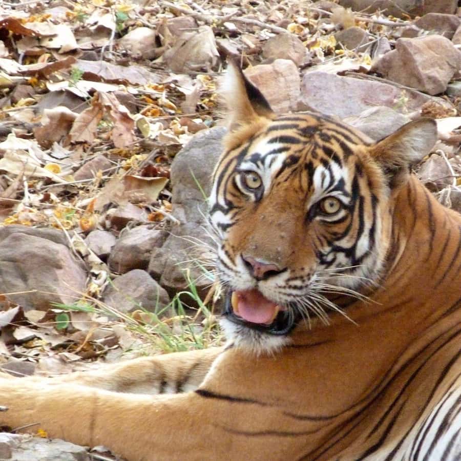 호랑이가 속으로 동물이야 러시아의 동물들 호랑이가 튀기는 어두운 — 스톡 사진 © OndrejProsicky #398441478, image size:900x900