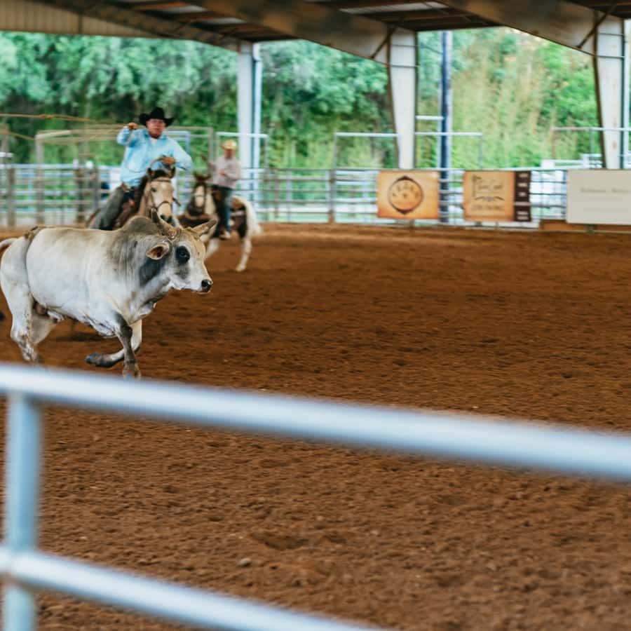 불베르데: 토요일 밤 로데오 일반 입장 티켓 | GetYourGuide, image size:900x900