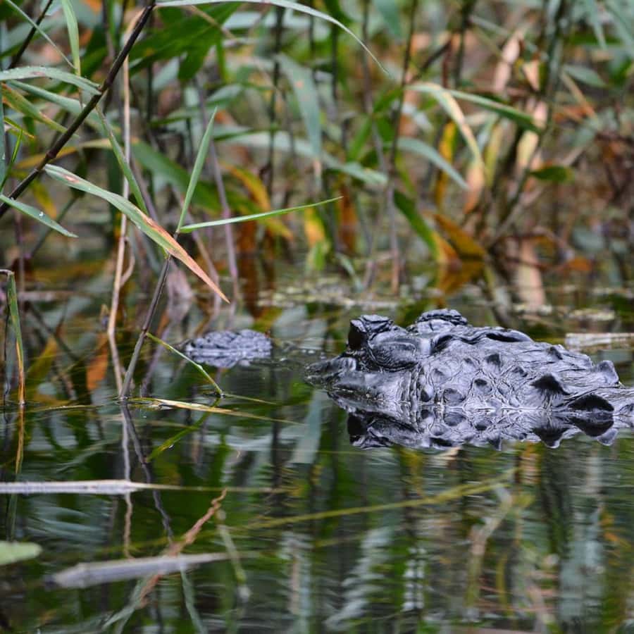 Megan Moroney Dazzles at 2025 CMA Awards Red Carpet, image size:900x900