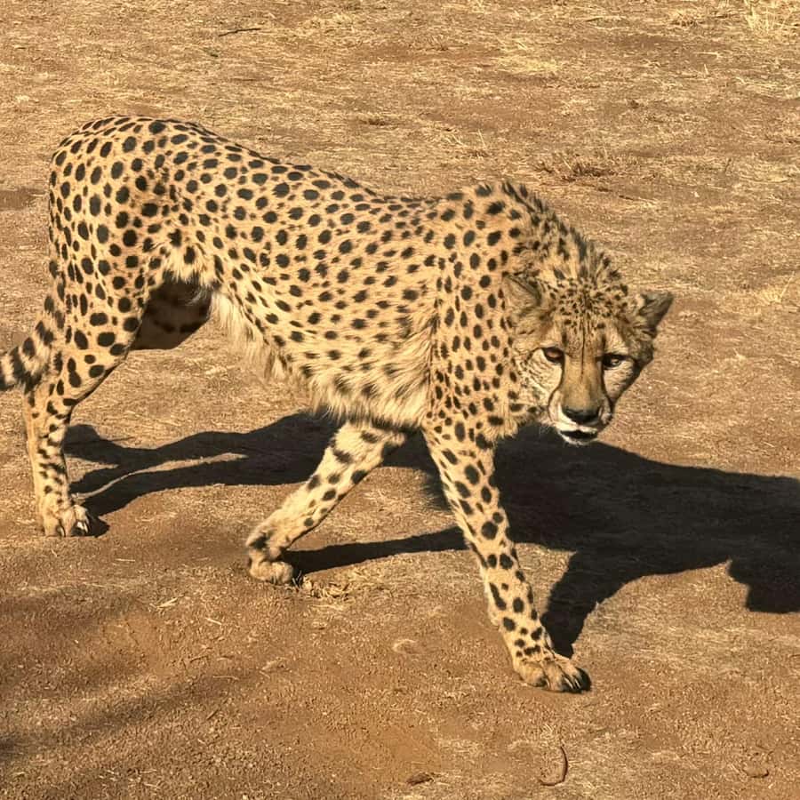 メディア コラージュ