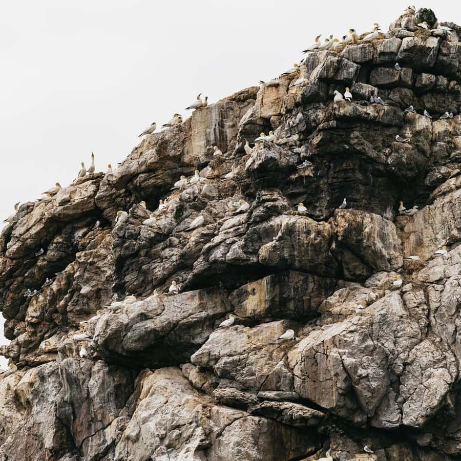 Dublín: tour en barco por la costa de Howth y el Ojo de Irlanda