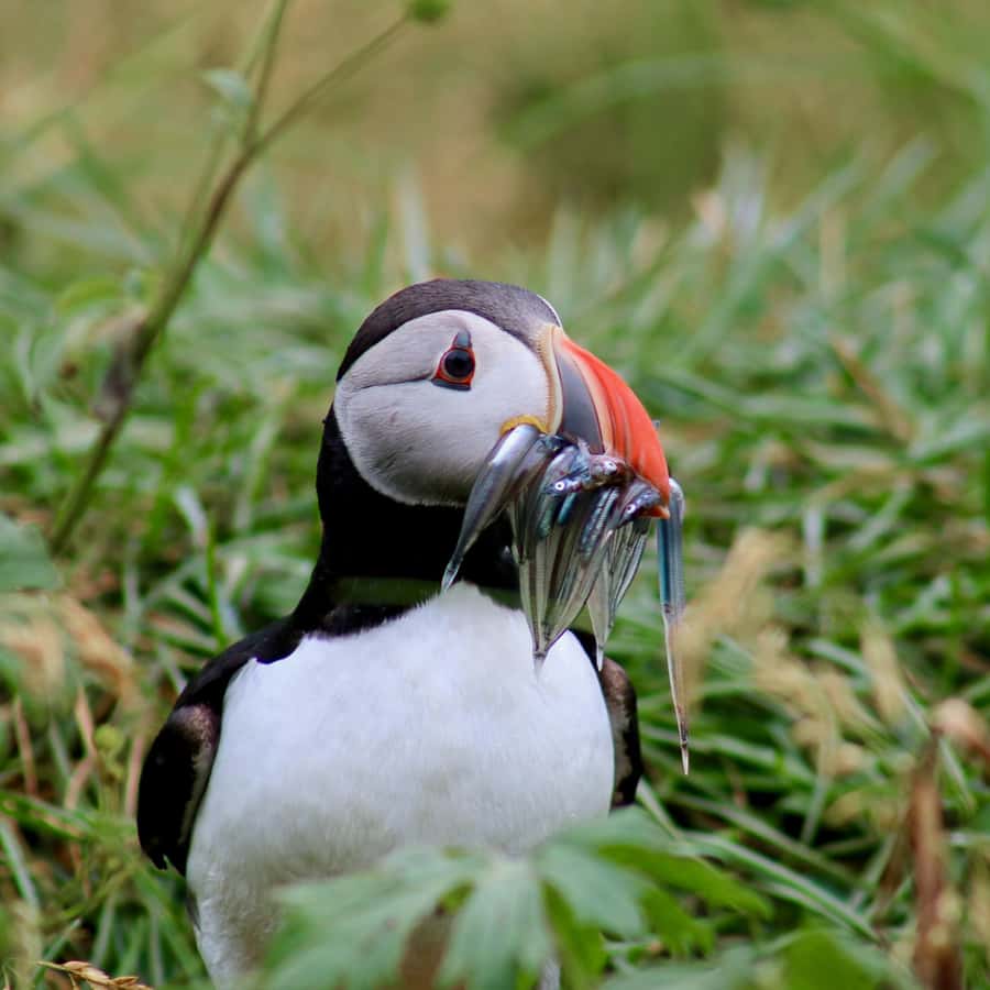 Reykjavik: 1-Hour Puffin Watching Tour