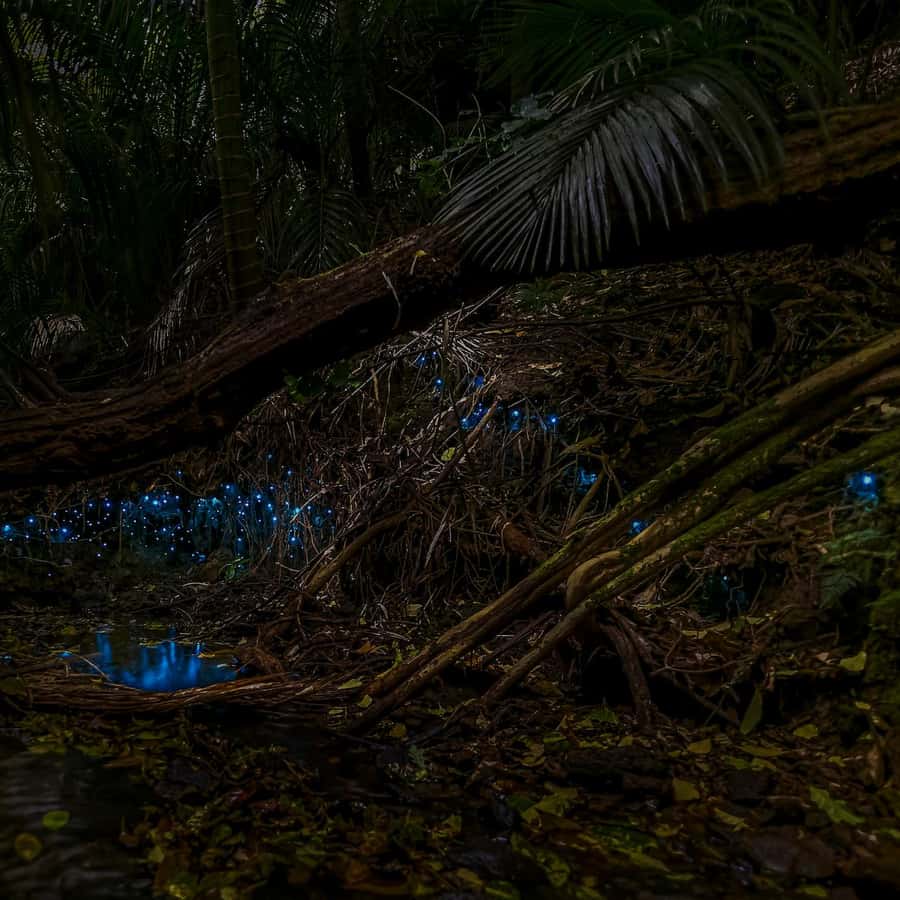 Auckland Glowworm Tour