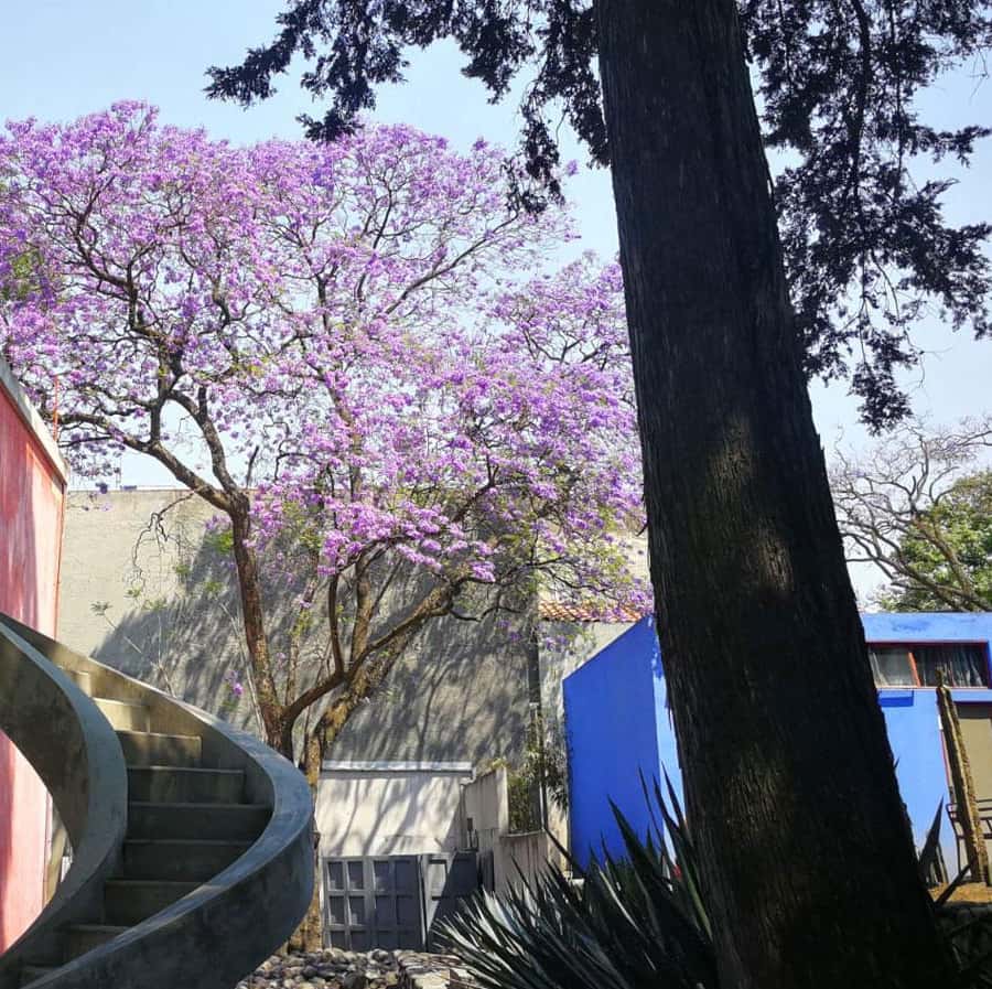Galería de fotos para redes