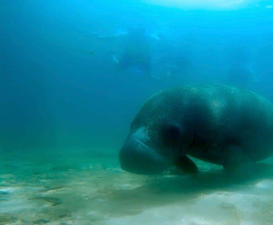 San Juan: Snorkel with Manatees and Turtles with Free Video