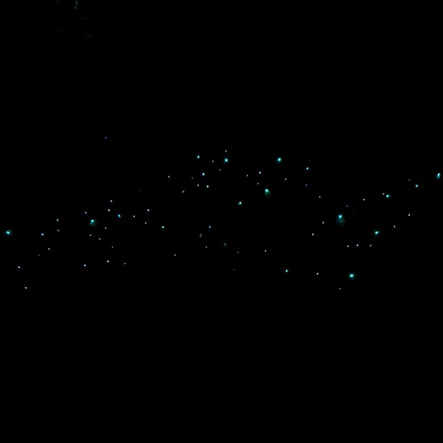 Auckland Glowworm Tour
