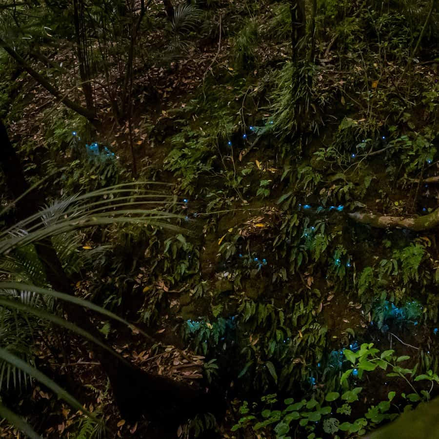 Auckland Glowworm Tour