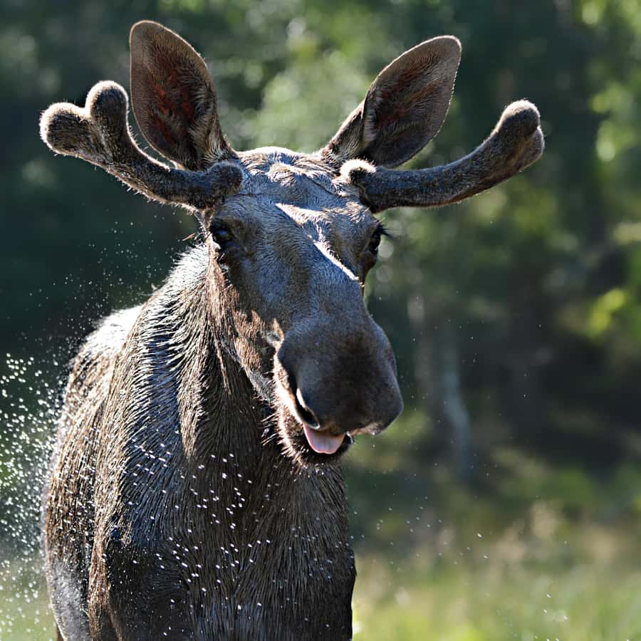 Kristiansand visite guidée en bus et expérience au parc des