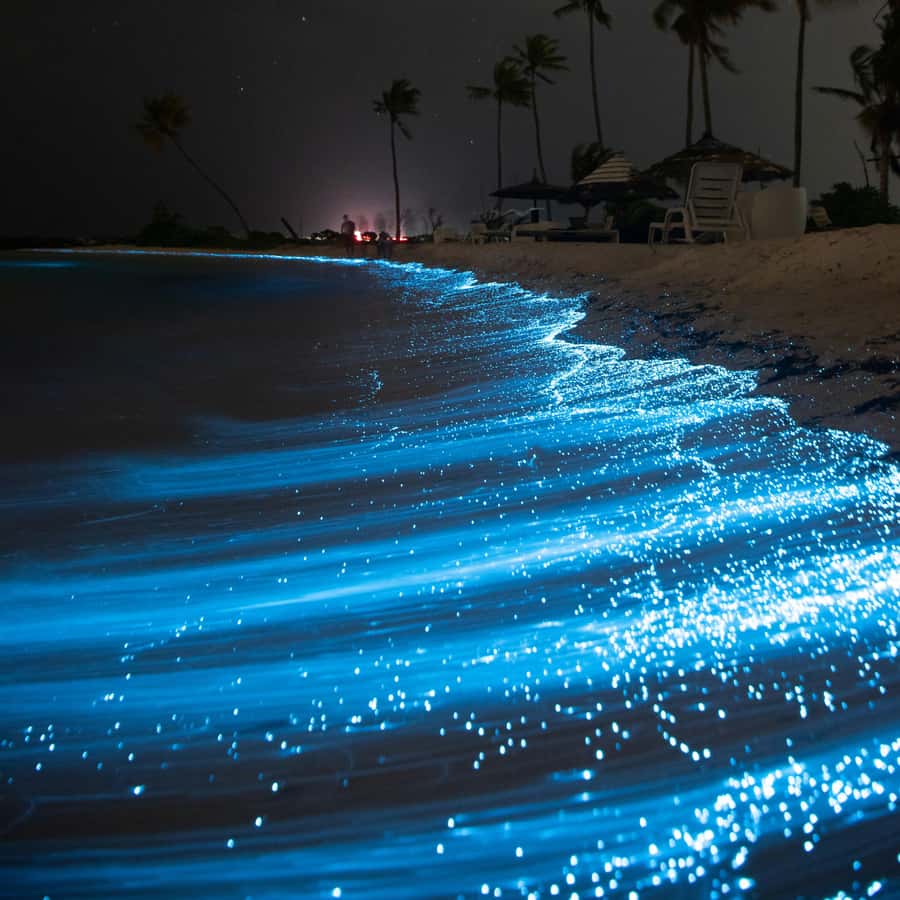 Vieques: Bioluminescent Bay Clear Bottom Kayaking