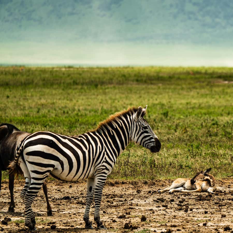 아루샤 출발: 2일 타랑기레 N.P 및 응고롱고로 분화구 사파리 | GetYourGuide, image size:900x900