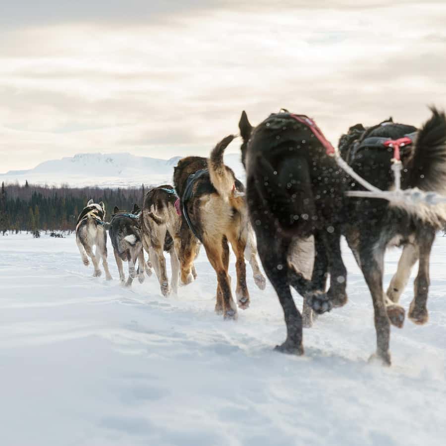 Winter Dog Sled Tour Day or Night Mush! GetYourGuide