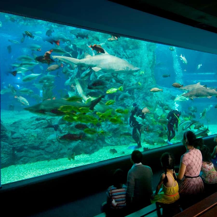 Bangkok Exotic Fish Shop The Tropical Fish Shop Discount