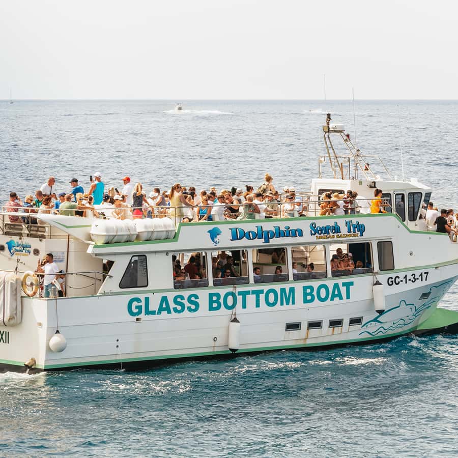 Gran Canaria: Dolphin and Whale Watching Cruise