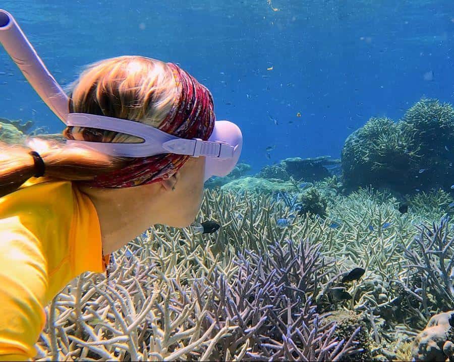 ケアンズ：グレートバリアリーフ半日スノーケリング（すべて込み