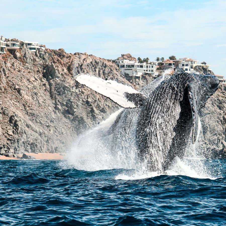 Cabo San Lucas: Up Close Whale Watching Small Group Tour