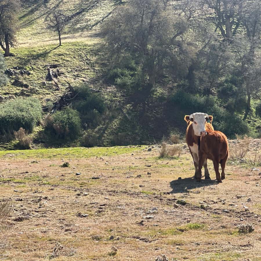 Kern County: Gold Panning Experience GetYourGuide