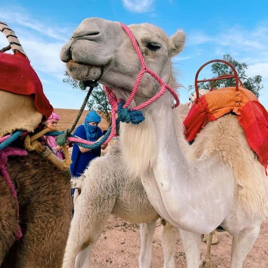 Galería de fotos para redes