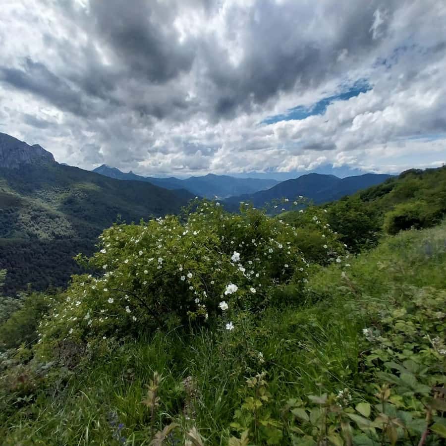 Galería de fotos para redes