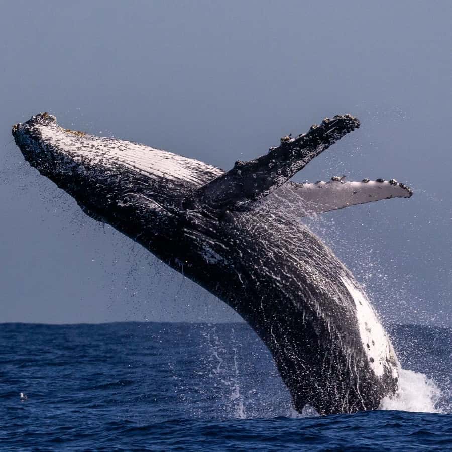 クジラのいた夏('14ポニーキャニオン/HORIZON/サモワール/ユナイテッ… シドニー：絶景クジラウォッチングクルーズ - クジラ保証付き