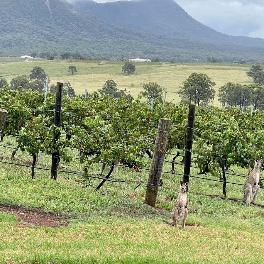 Private Tours Wine Tasting Hunter Valley Price Wine Tasting
