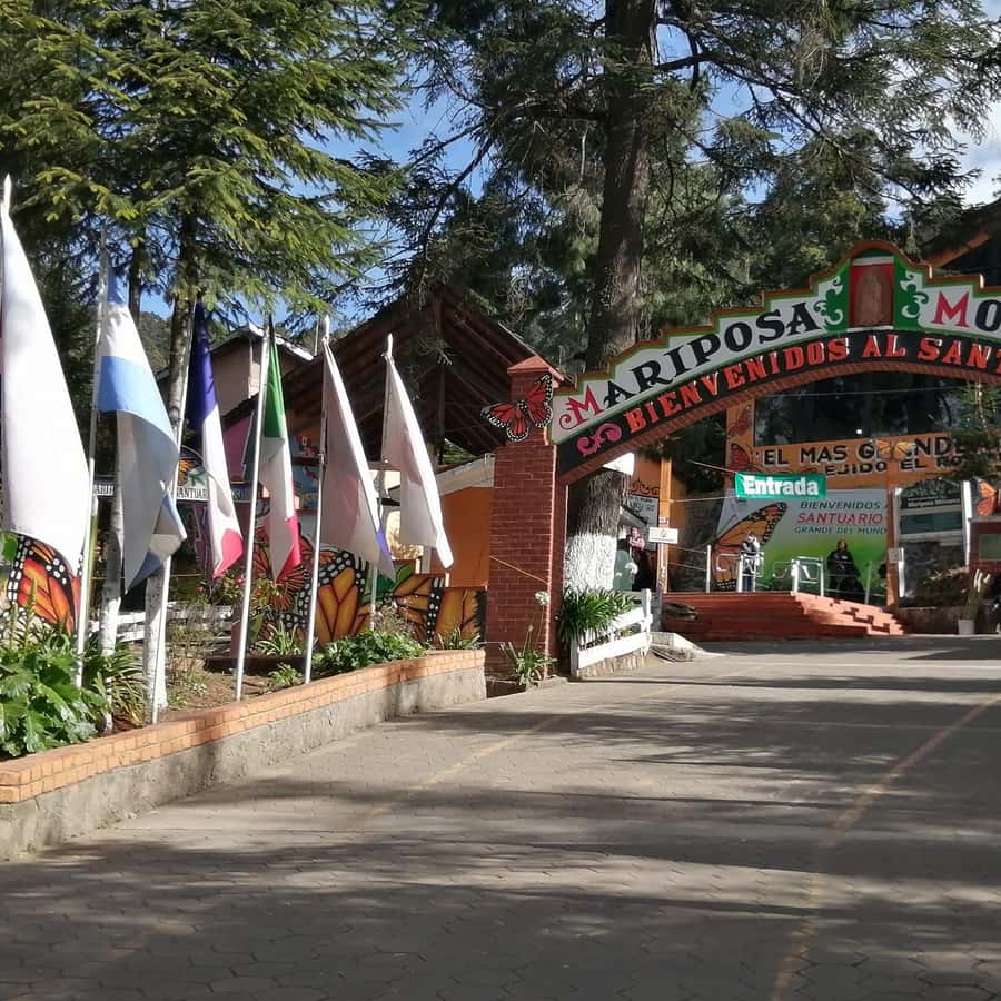 Galería de fotos para redes