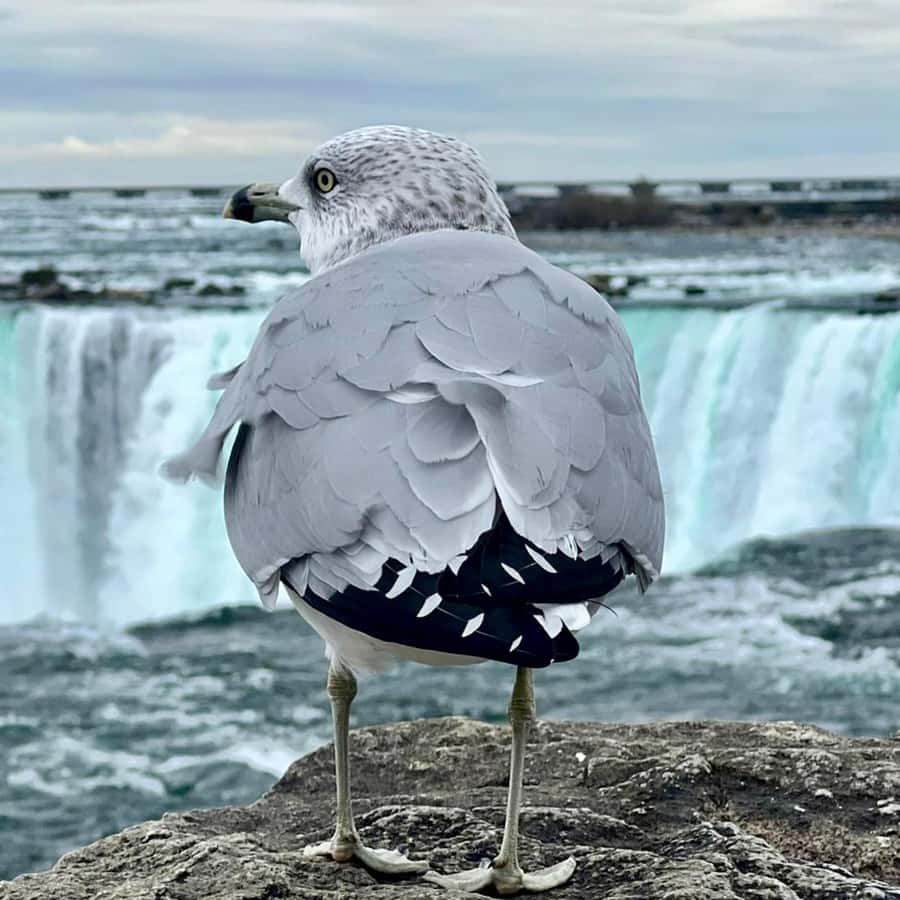 Galería de fotos para redes
