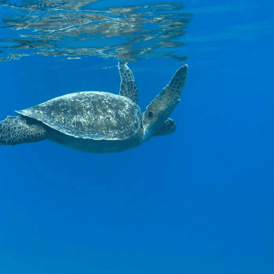 Uvita: Snorkling på øya Caño | GetYourGuide, image size:900x900